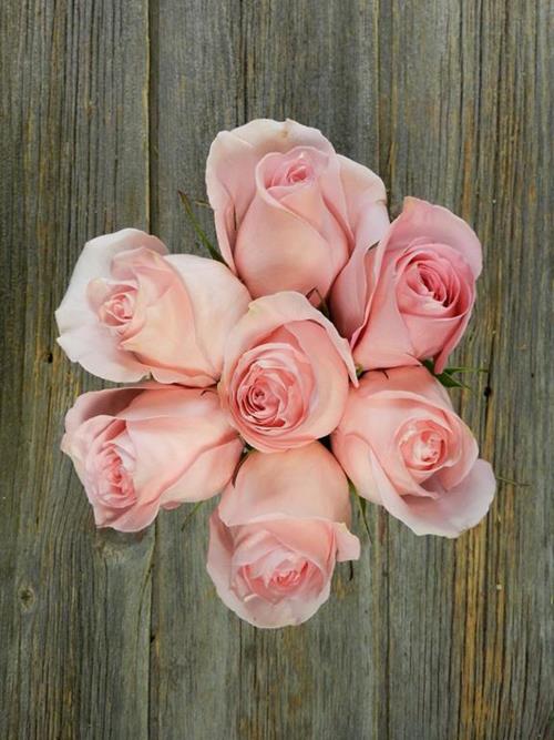 LUCIANO LIGHT PINK ROSES